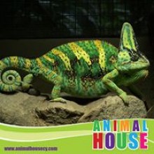 REPTILE PHOTOS 1